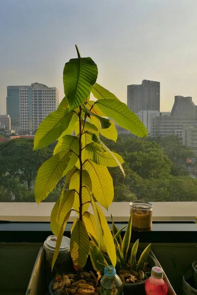 Kantoorboom Dipterocarpus Boom Geplant Een Plantenbak Een Venster Terras Van — Stockfoto