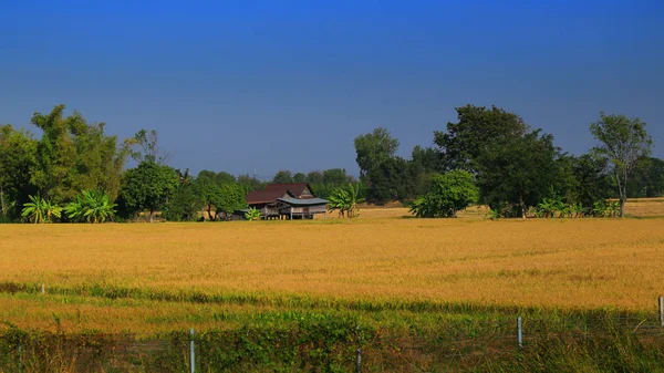 Landsbygd scen med små lokala hus i en paddy vått ris fält. — Stockfoto