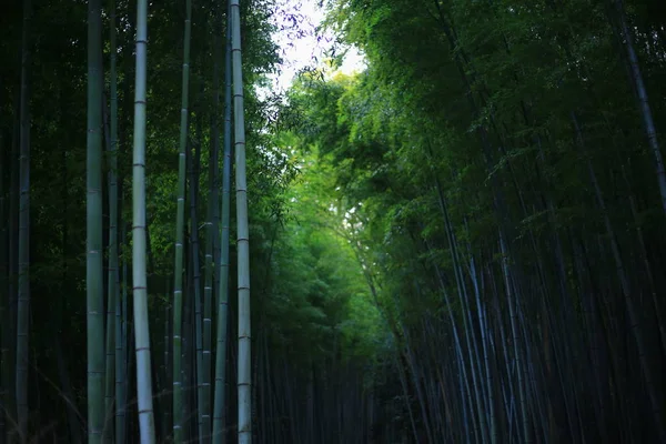 Bamboo forest background. thick bamboo trunks shoot up straight. Japan China and Korea style tourist attraction spot. cool ecosystem friendly atmosphere.