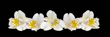 Siyah arka planda güzel zambaklar .