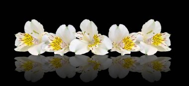 Ayna yansımalı siyah arkaplanda güzel zambaklar.