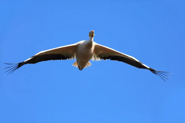 Wielki Biały Pelikan w locie — Zdjęcie stockowe