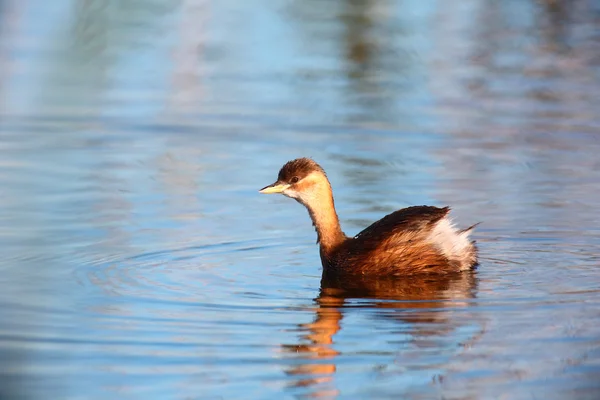 Bataklık üzerinde küçük batağan