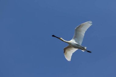 Uçuş bayağı kaşıkçı