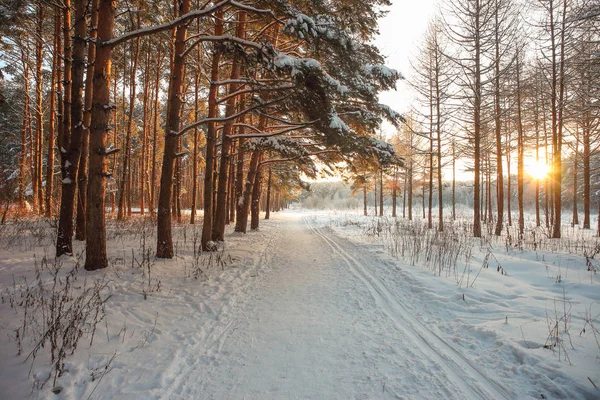 Rano w lesie zimą Zdjęcia Stockowe bez tantiem
