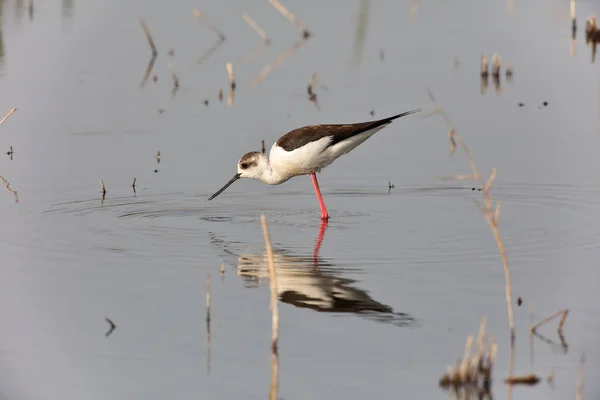 Himantopus himantopus 블랙 날개 수상 — 스톡 사진