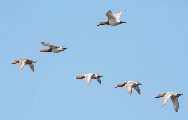 Aythya ferina ortak patka