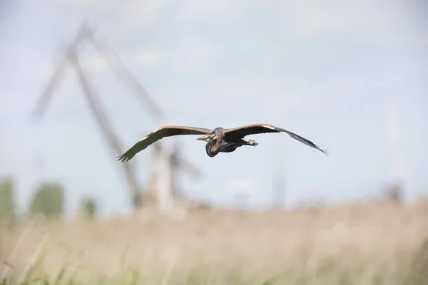 Purple Heron Ardea purpurea — Zdjęcie stockowe