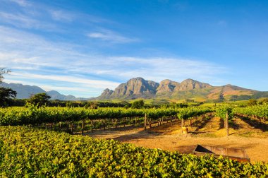 Stellenbosch üzüm bağları, Cape Town, Güney Afrika