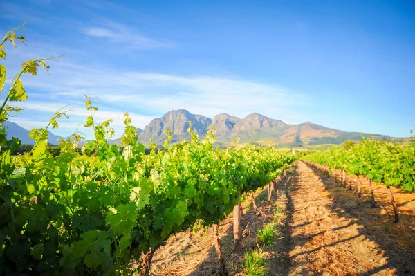 Stellenbosch Vineyards, Cape Town, South Africa Stock Photo