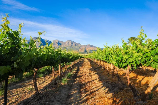 Stellenbosch Vineyards, Cape Town, South Africa Stock Picture