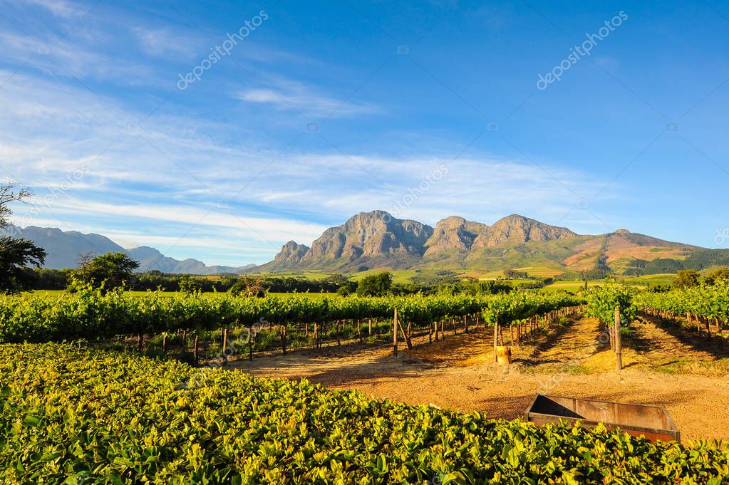 Stellenbosch Vineyards, Cape Town, South Africa — Stock Photo