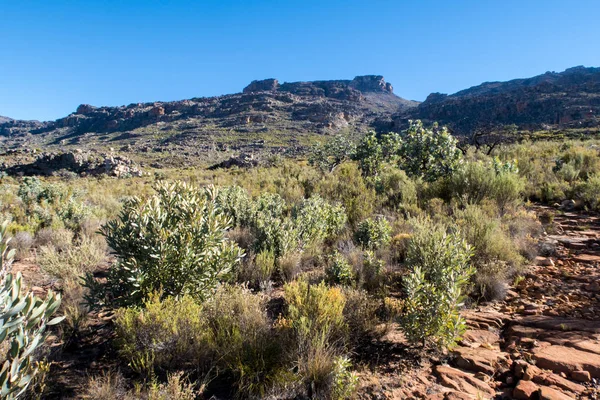 Cederberg Region Jižní Afriky — Stock fotografie