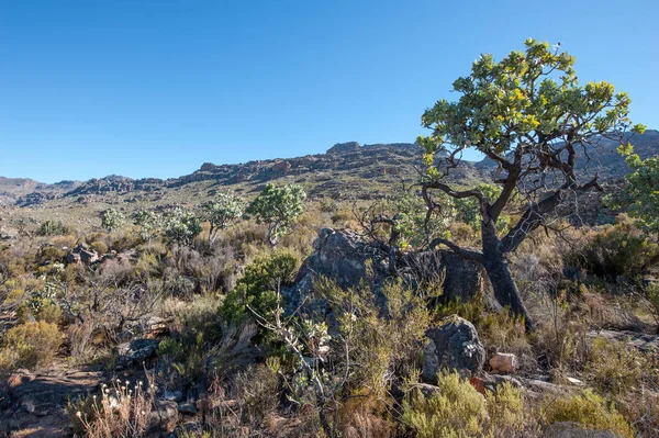 Cederberg regionen i Sydafrika — Stockfoto