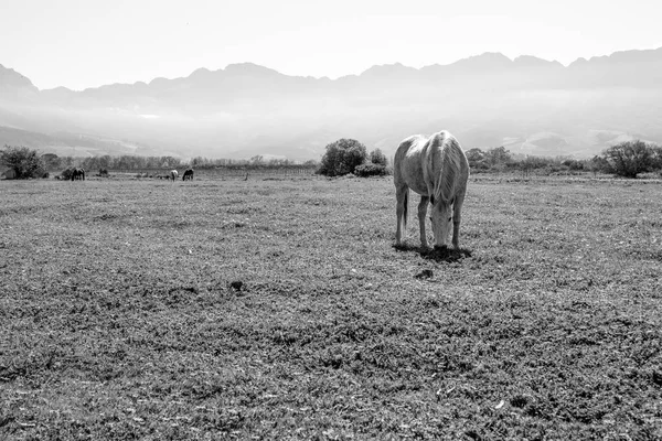 Egy ló fekete-fehér képe — Stock Fotó
