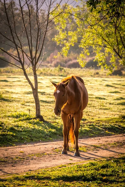 Cavallo retroilluminato in un medow all'alba — Foto Stock