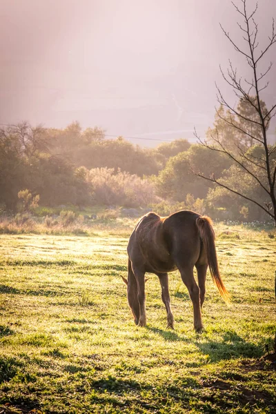 Háttér-világítású ló egy füves területek, napkeltekor — Stock Fotó