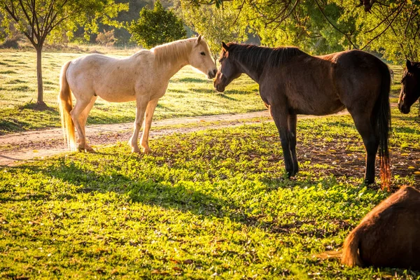 Háttér-világítású ló egy füves területek, napkeltekor — Stock Fotó