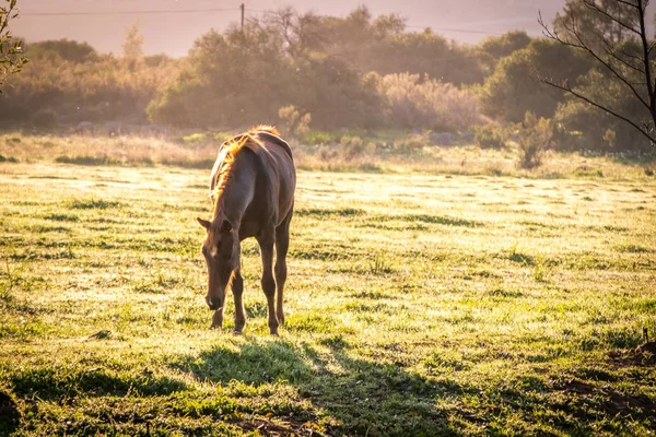 Cavallo retroilluminato in un medow all'alba — Foto Stock