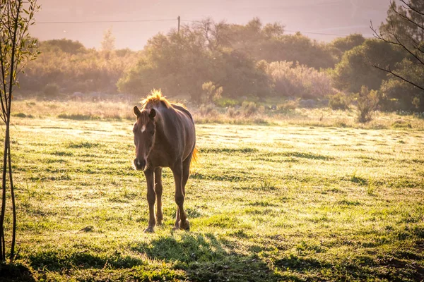 Cavallo retroilluminato in un medow all'alba — Foto Stock