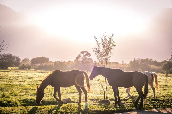 backlit horse in a medow at sunrise