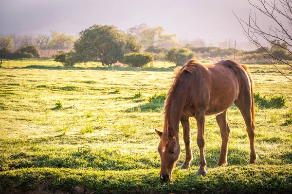 Cavallo retroilluminato in un medow all'alba — Foto Stock