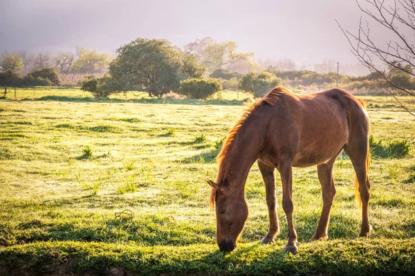 Cavallo retroilluminato in un medow all'alba — Foto Stock