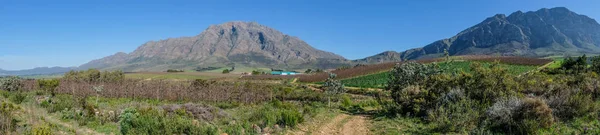 令人惊叹的在南非 Tulbagh — 图库照片