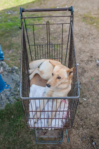 an injured dog is chained inside a shopping trolley in a township in south africa