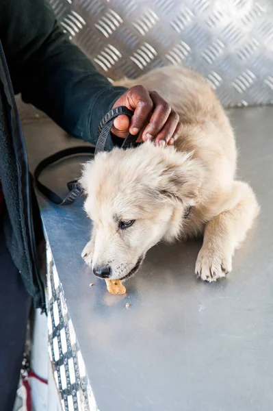 young dog eats a dog biscuit on a mobile vet truck in a township of south africa