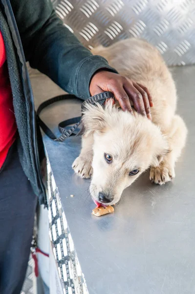 young dog eats a dog biscuit on a mobile vet truck in a township of south africa