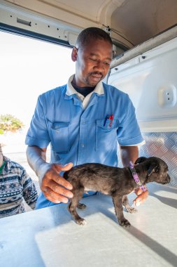 Cape Town, Güney Afrika - Haziran 2013: Güney Afrika 'daki bir kasabada siyah bir Afrikalı veteriner hasta bir köpeği tedavi ediyor