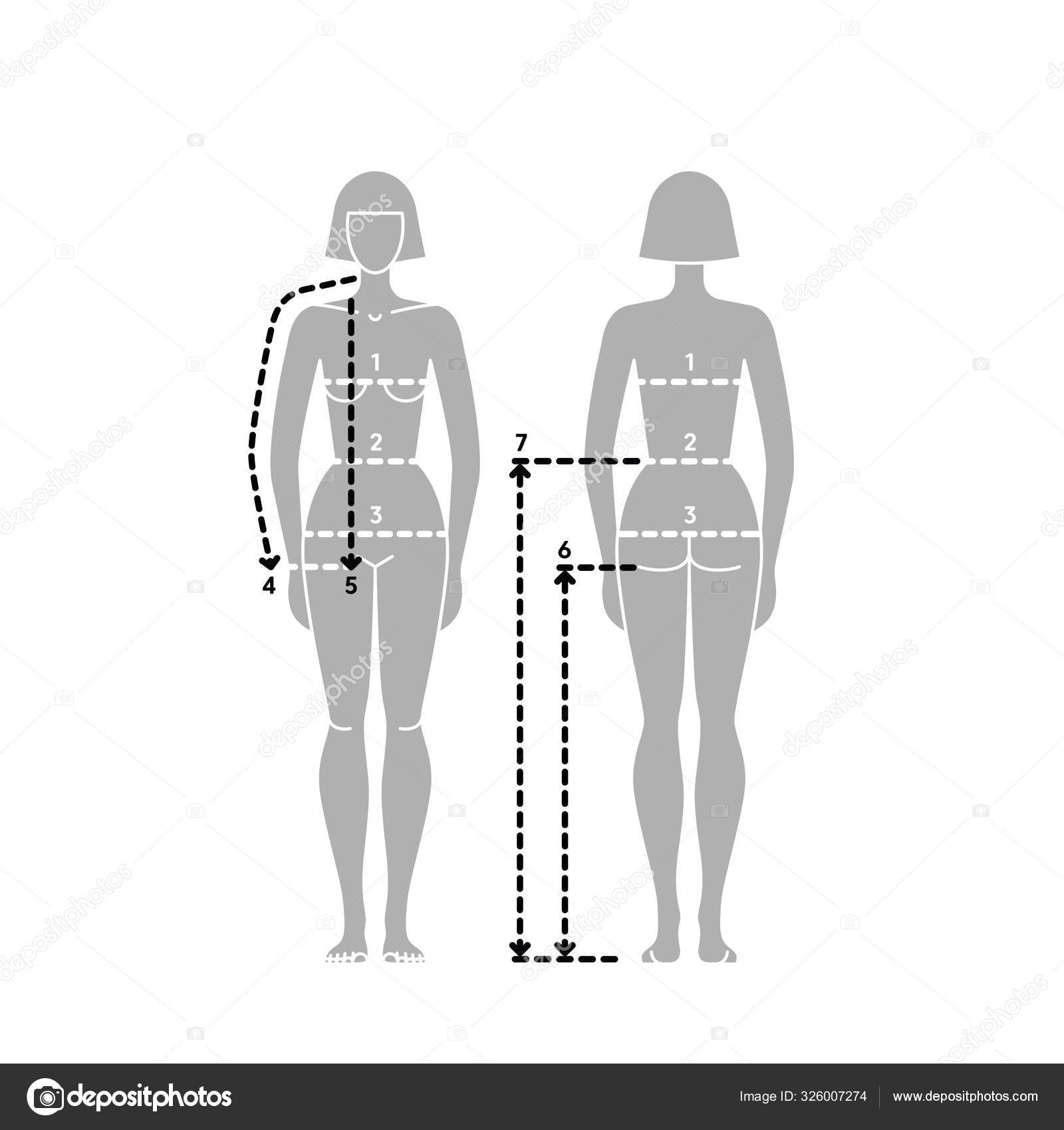 Outline measurements female body Royalty Free Vector Image