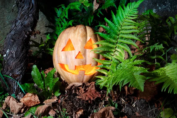 Halloween bonito e engraçado abóbora na grama com folhas secas e — Fotografia de Stock