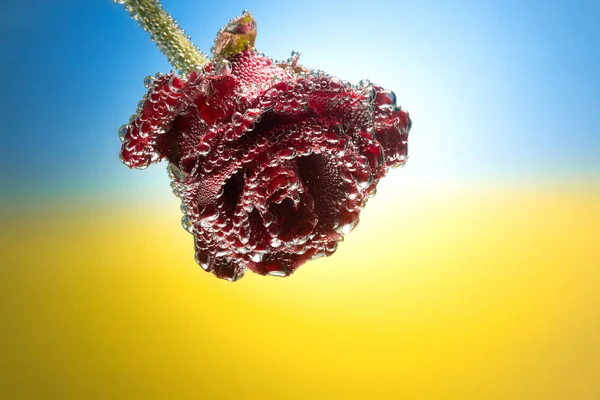 Geschenkkarte Rose mit Blasen isoliert auf einem gelb-blauen Farbverlauf Hintergrund bedeckt, Hintergrund Flagge der Ukraine mit Platz für Text — Stockfoto