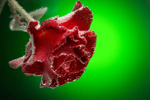 Geschenkkarte Rose mit Blasen isoliert auf grünem Hintergrund bedeckt — Stockfoto