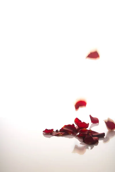 Fallende rote Rosenblätter auf weißem Grund — Stockfoto