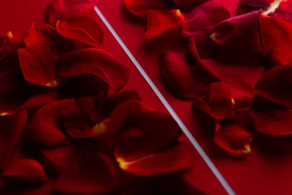 Rosenblätter in rot mit weißem Streifen — Stockfoto