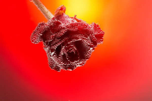 Geschenkkarte Rose mit Blasen isoliert auf einem Gefälle rot b bedeckt — Stockfoto