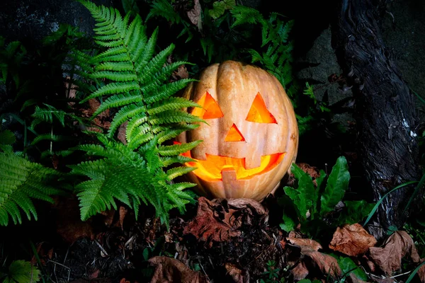Uma abóbora de Halloween muito gentil e engraçado, com um olhar engraçado e um — Fotografia de Stock