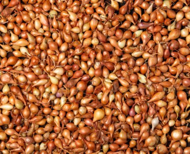 Sarı soğan, fide, artan soğan arka plan. Birçok büyüme o