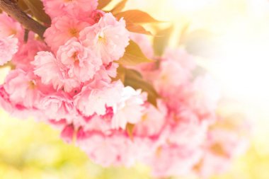 Bahar arka plan ile çiçeklenme Japon oryantal kiraz sakura