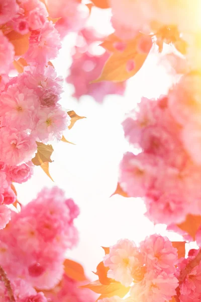Spring background with flowering Japanese oriental cherry sakura — Stock Photo, Image