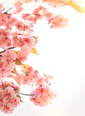 Bahar arka plan ile çiçeklenme Japon oryantal kiraz sakura
