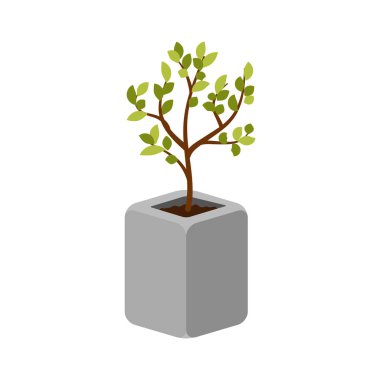 Açık ağaç bitki izole bir beton pot vektör.