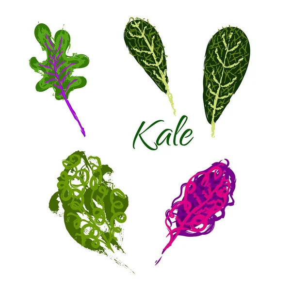 Kale vegetal mão ilustração desenhada . — Fotografia de Stock