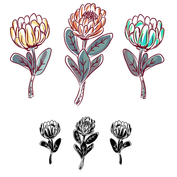 Protea çiçek izole vektör nesnesi. — Stok Vektör