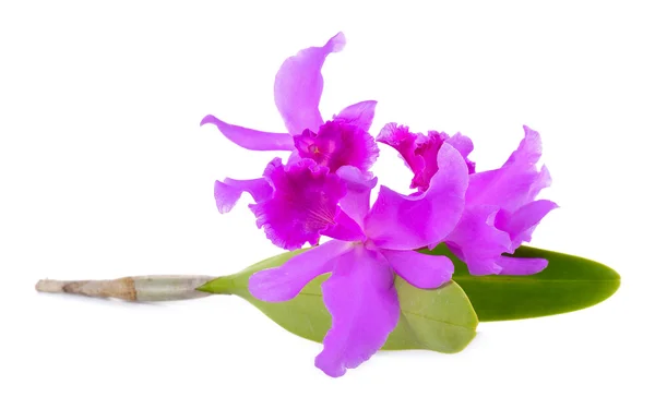 Flor de orquídea isolada no fundo branco — Fotografia de Stock