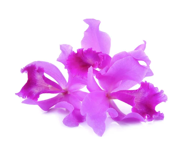 Flor de orquídea aislada sobre el fondo blanco — Foto de Stock
