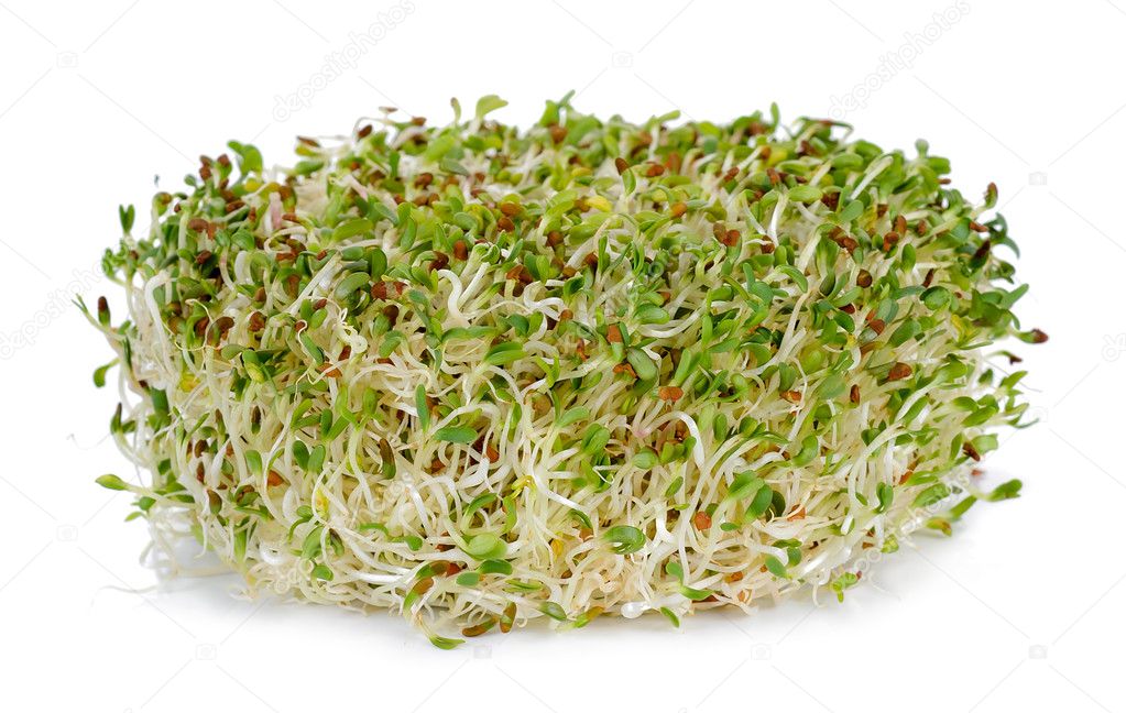 alfalfa sprouts isolated on the white background